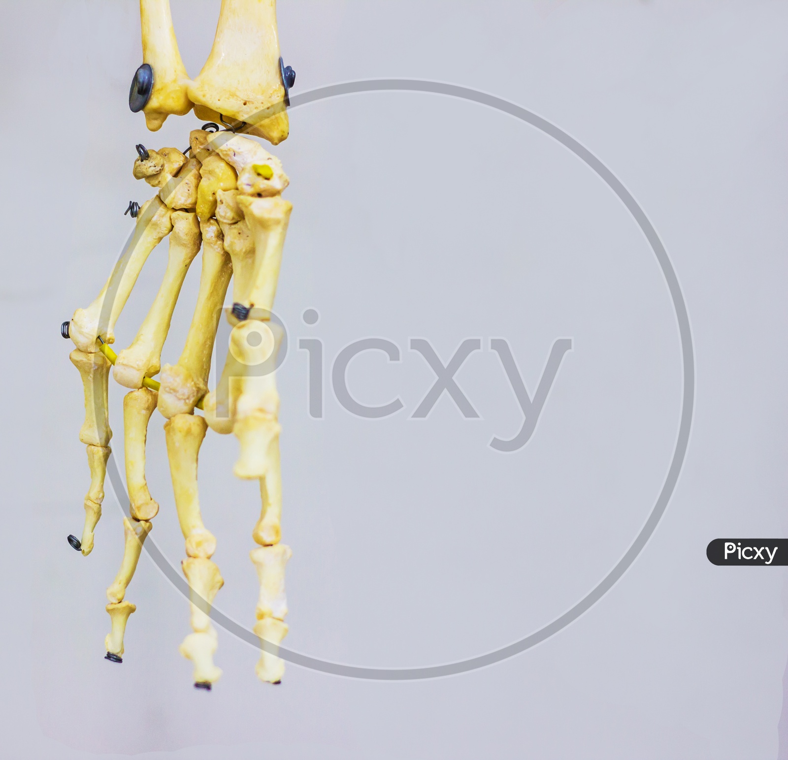 Articulated Carpal Bones Showing Human Hand Anatomy In White Background