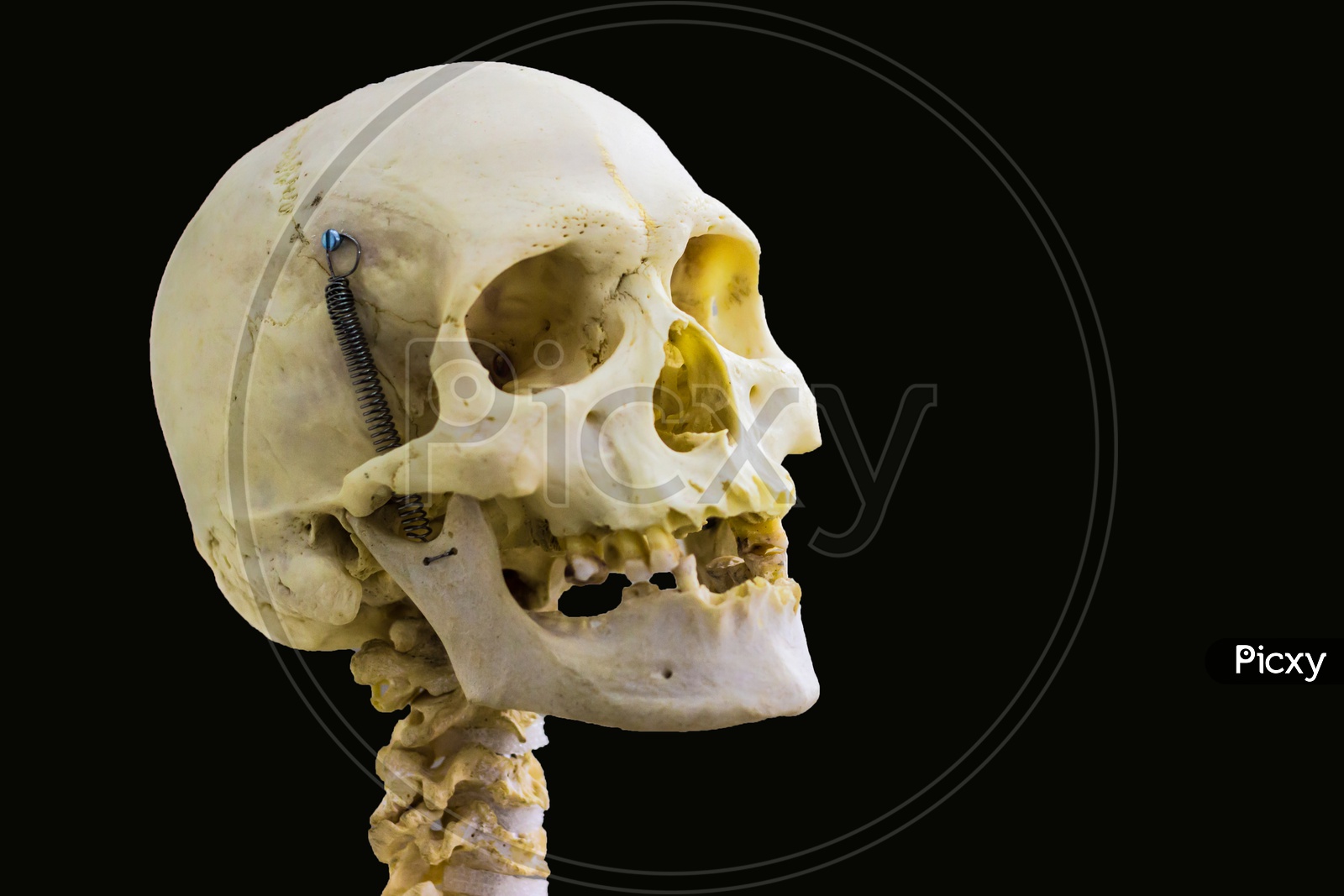Articulated Human Skull Bone And Cervical Vertebrae For Head And Neck Anatomy In Isolated Black Background With Space For Text
