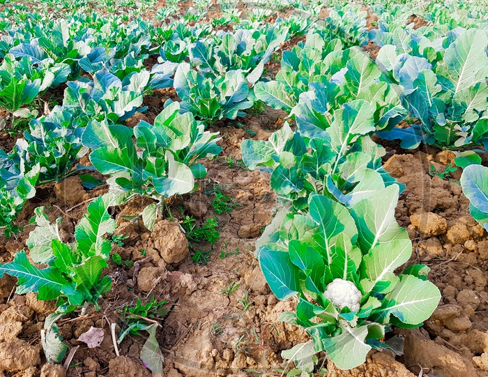 Cabbage Plants Planted In Rows In Farm With Excavated Soil Ready To Harvest