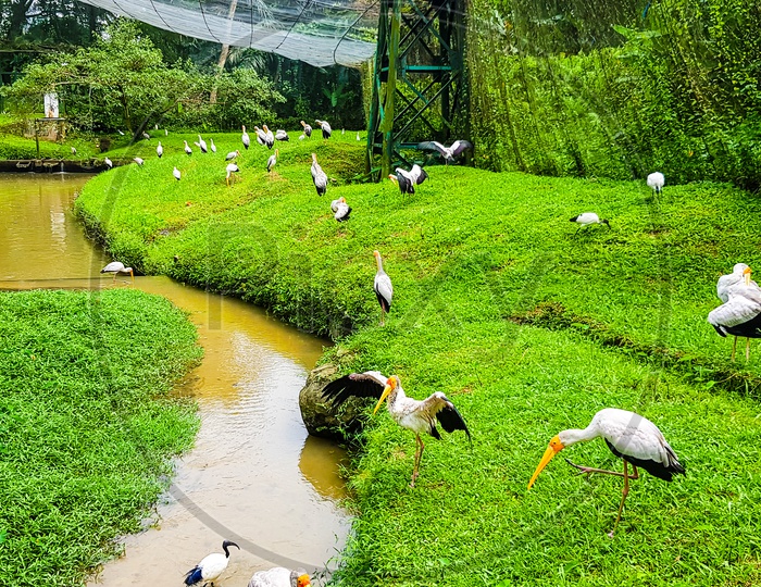 Flock Of Flamingo Birds Inside Kl Bird Park, Malaysia 2017