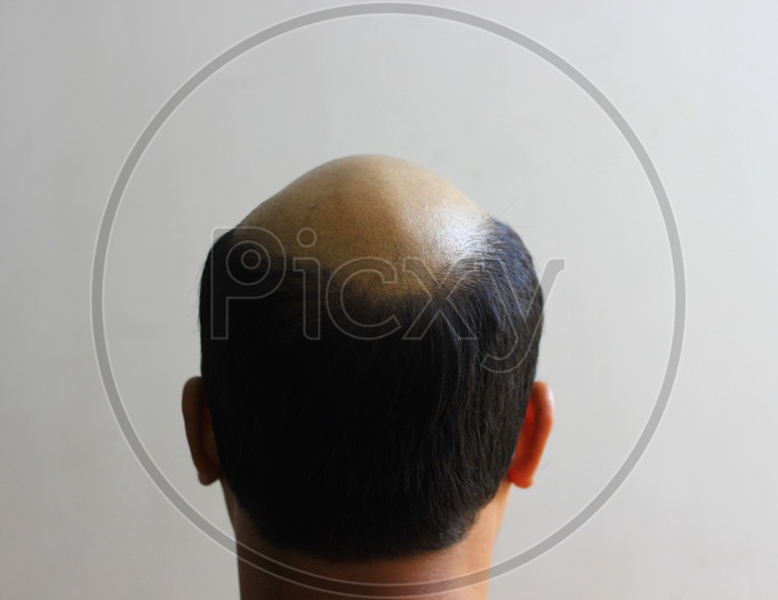 Bald Man In Isolated White Background. View From Behind