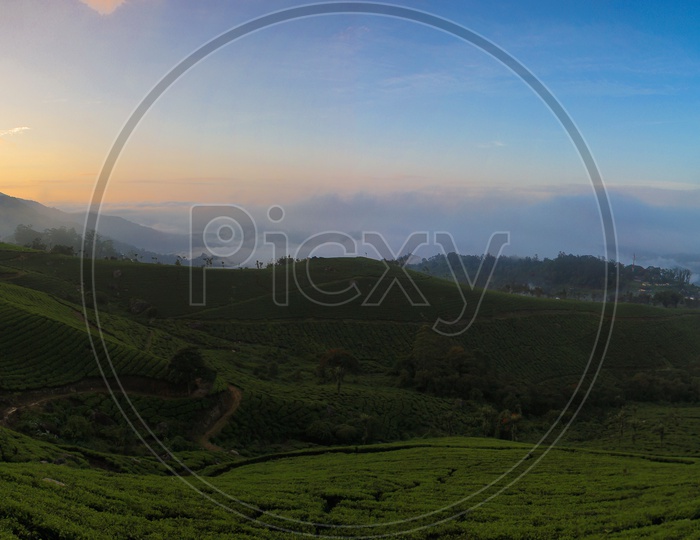 Panoramic View Of Tea Plantations in Munnar With Golden Sunset Sky In Background