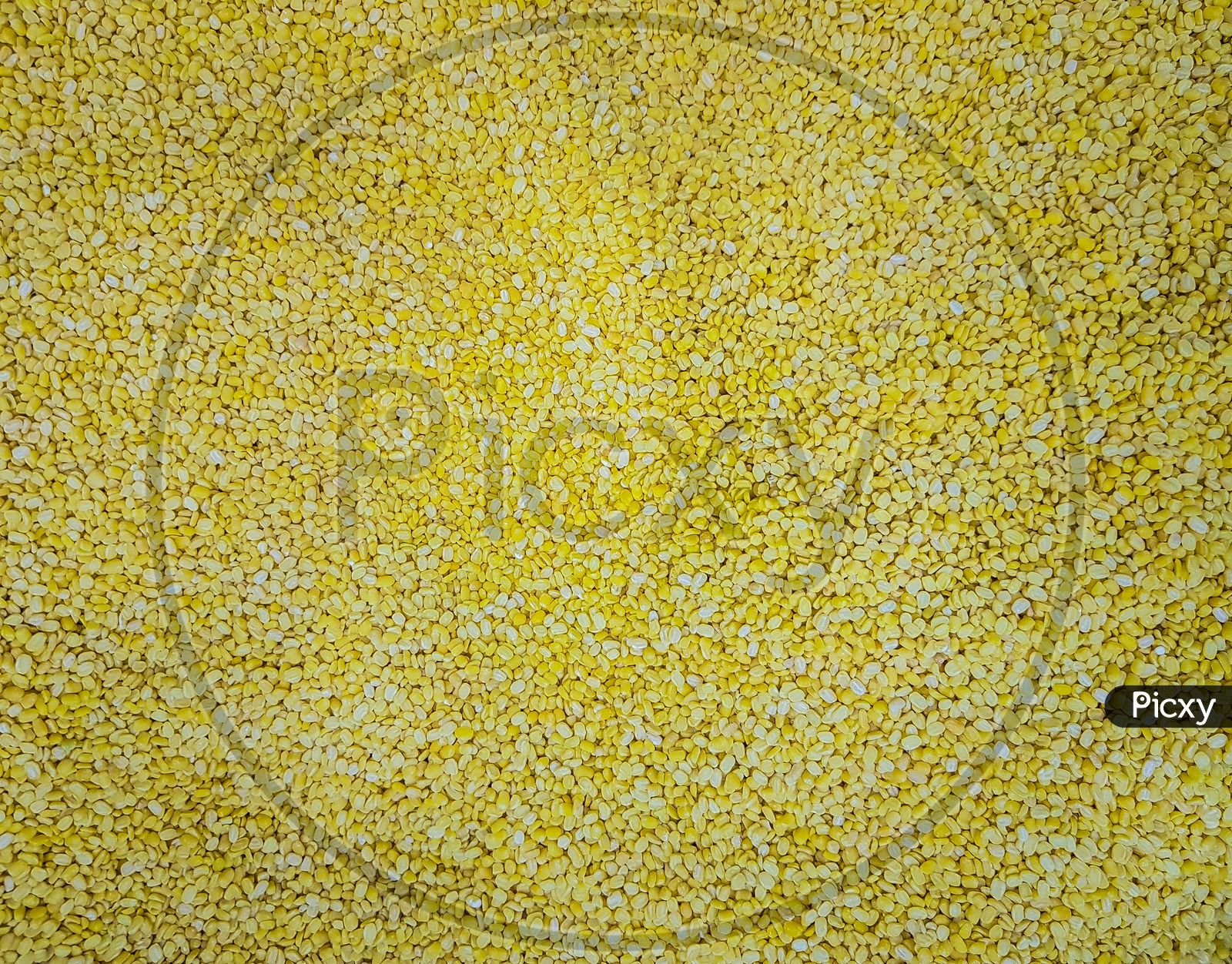 Petite Yellow Mung Lentil Raw Uncooked Beans Moong Dal Close Up. Background Texture