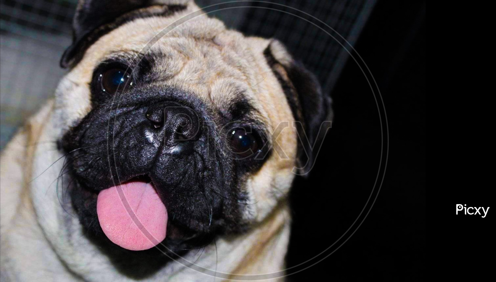 Close Up Photo Of A Pug Dog In Black Background