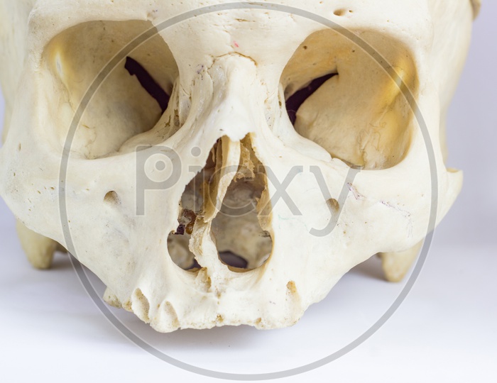 Close Up Macro View Of Human Skull Bone Showing The Anatomy Of Nasal Foramen, Nasal Septum And Orbital Cavity