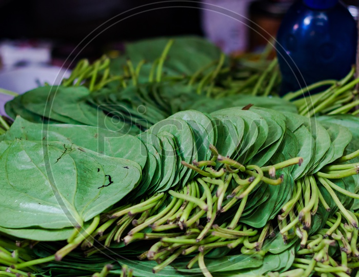 Betel Pan Leaves Stacked For Sale In Market In India
