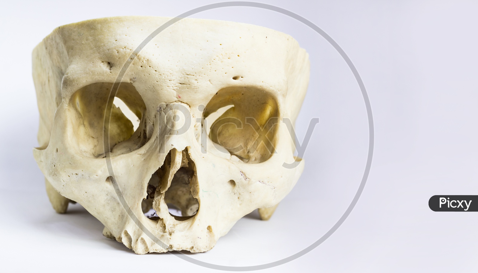 Front Anatomical View Of Human Skull Bone Without The Vault Of The Skull And Mandible In Isolated White Background