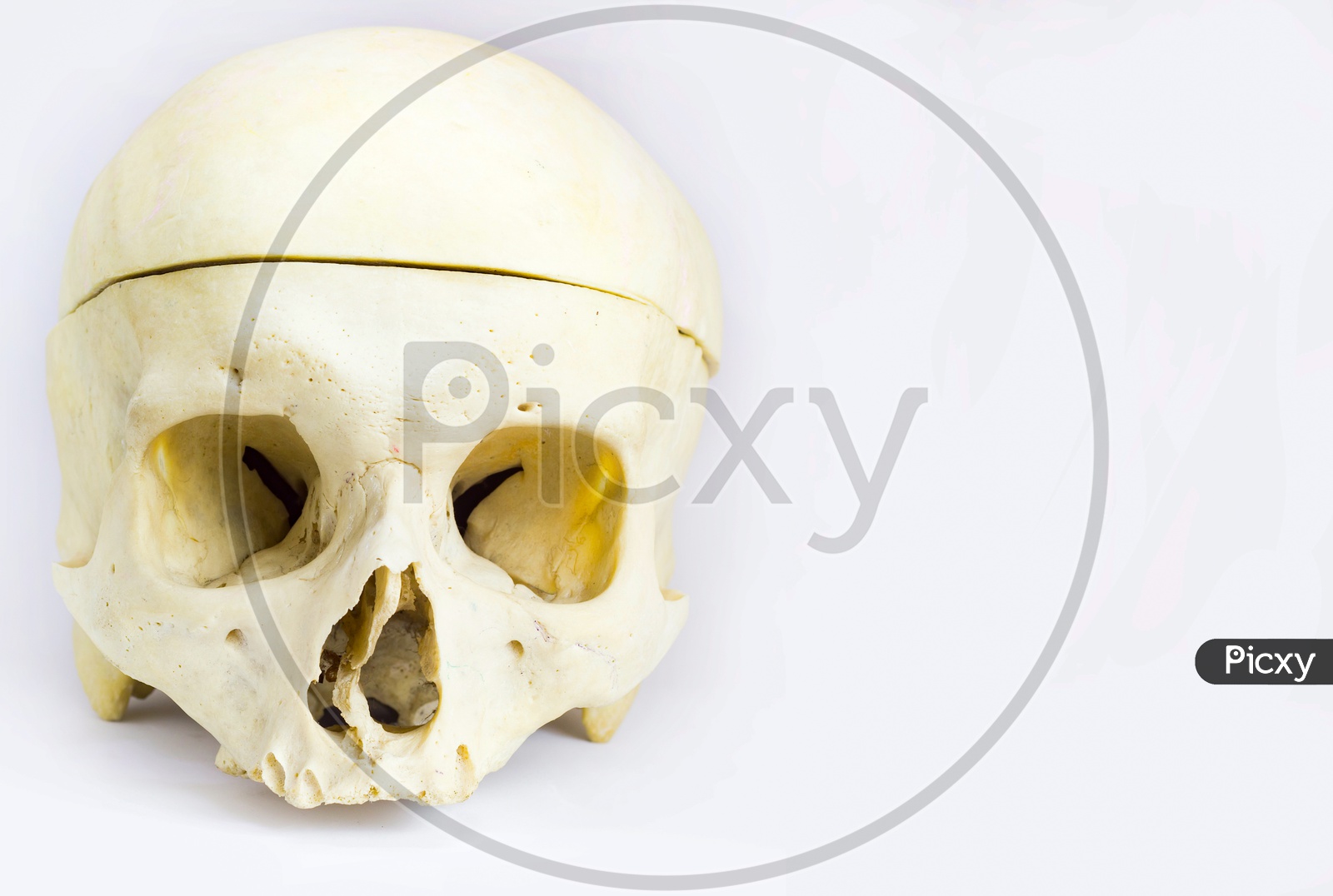 Front Anatomical View Of Human Skull Bone With The Vault Of The Skull Separated By Saw And Without Mandible In Isolated White Background With Space For Text
