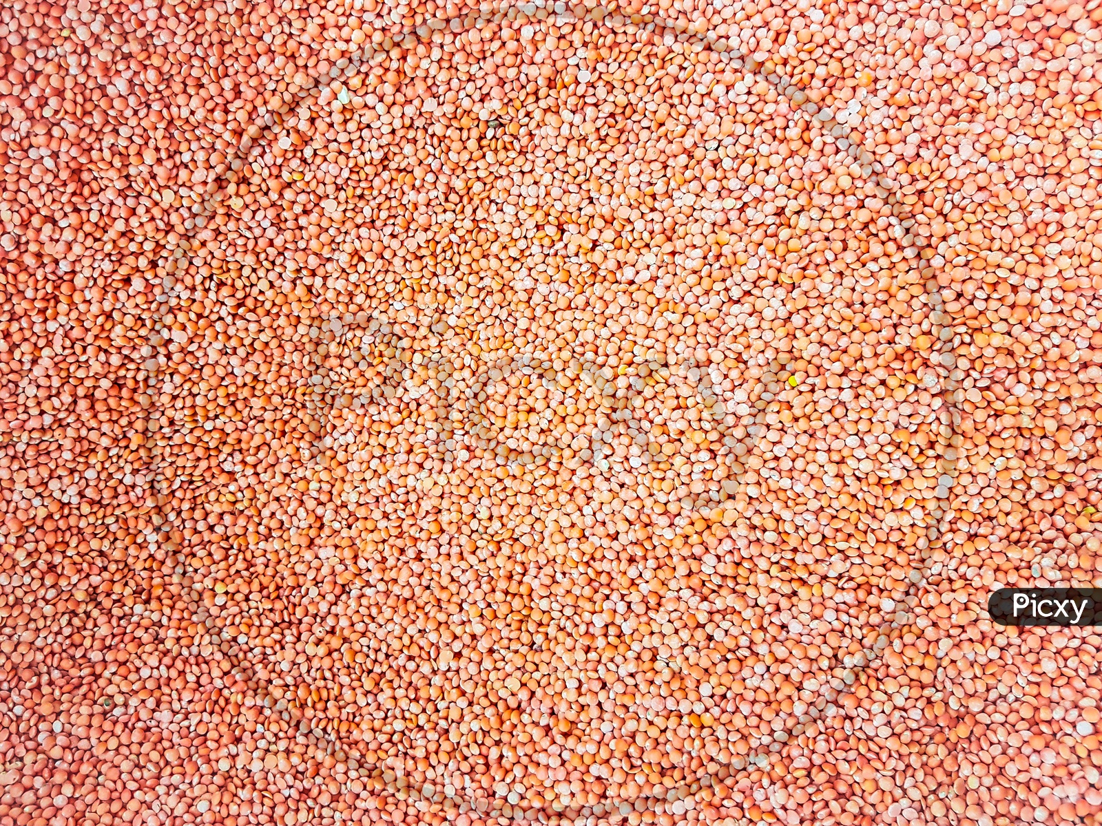 Red Lentil Raw Uncooked Beans Masoor Dal Close Up. Background Texture
