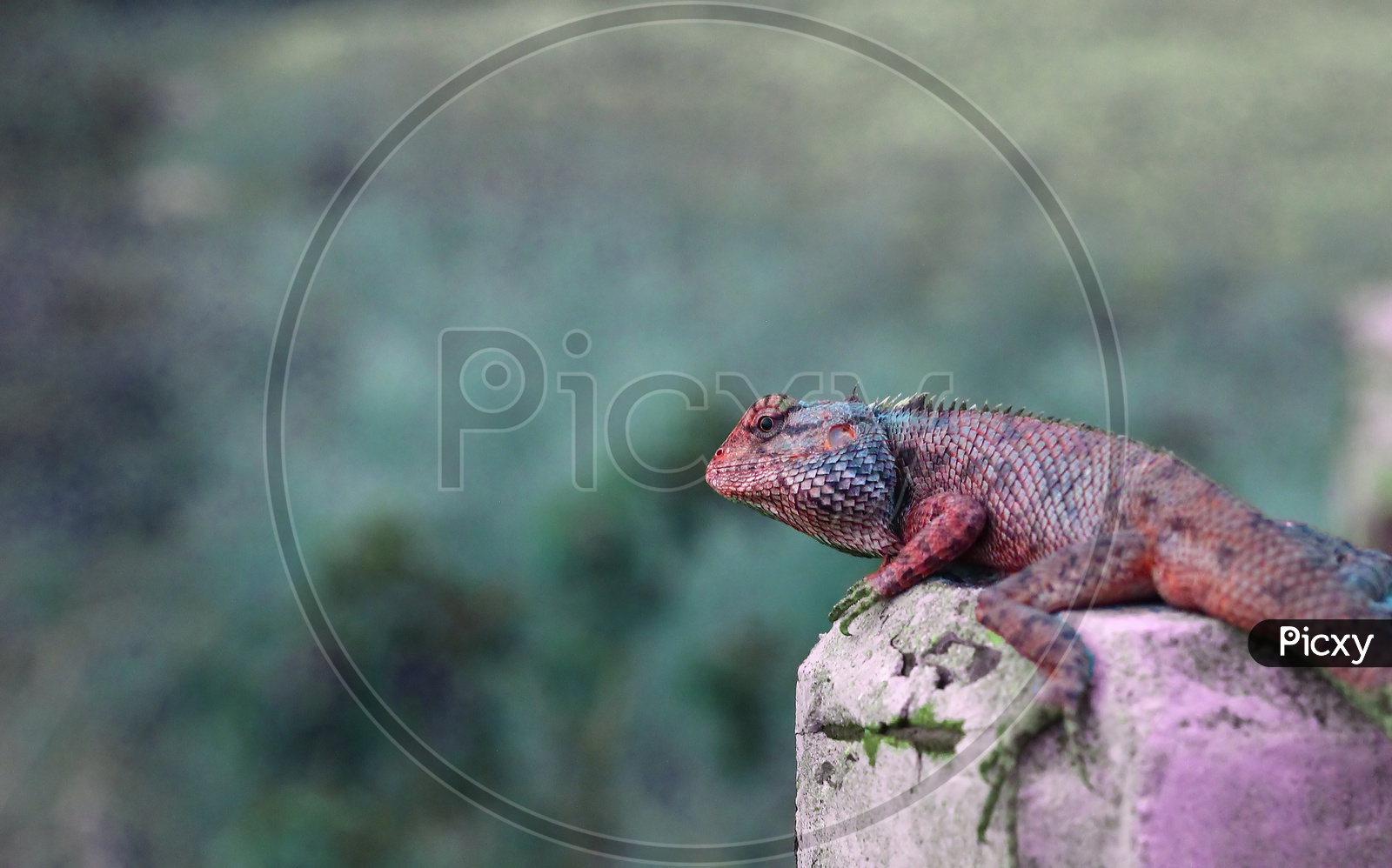 A Chameleon On A Rock With Green And Purple Body Colour