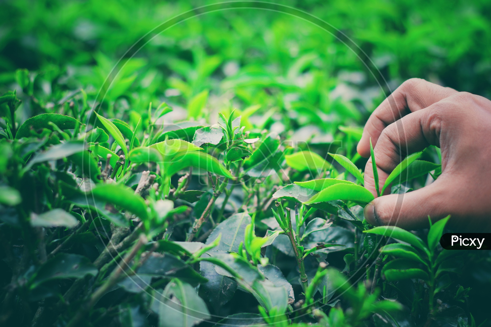 Hand Plucking Bud Of Tea Leaves In A Tea Garden For Organic White And Green Tea