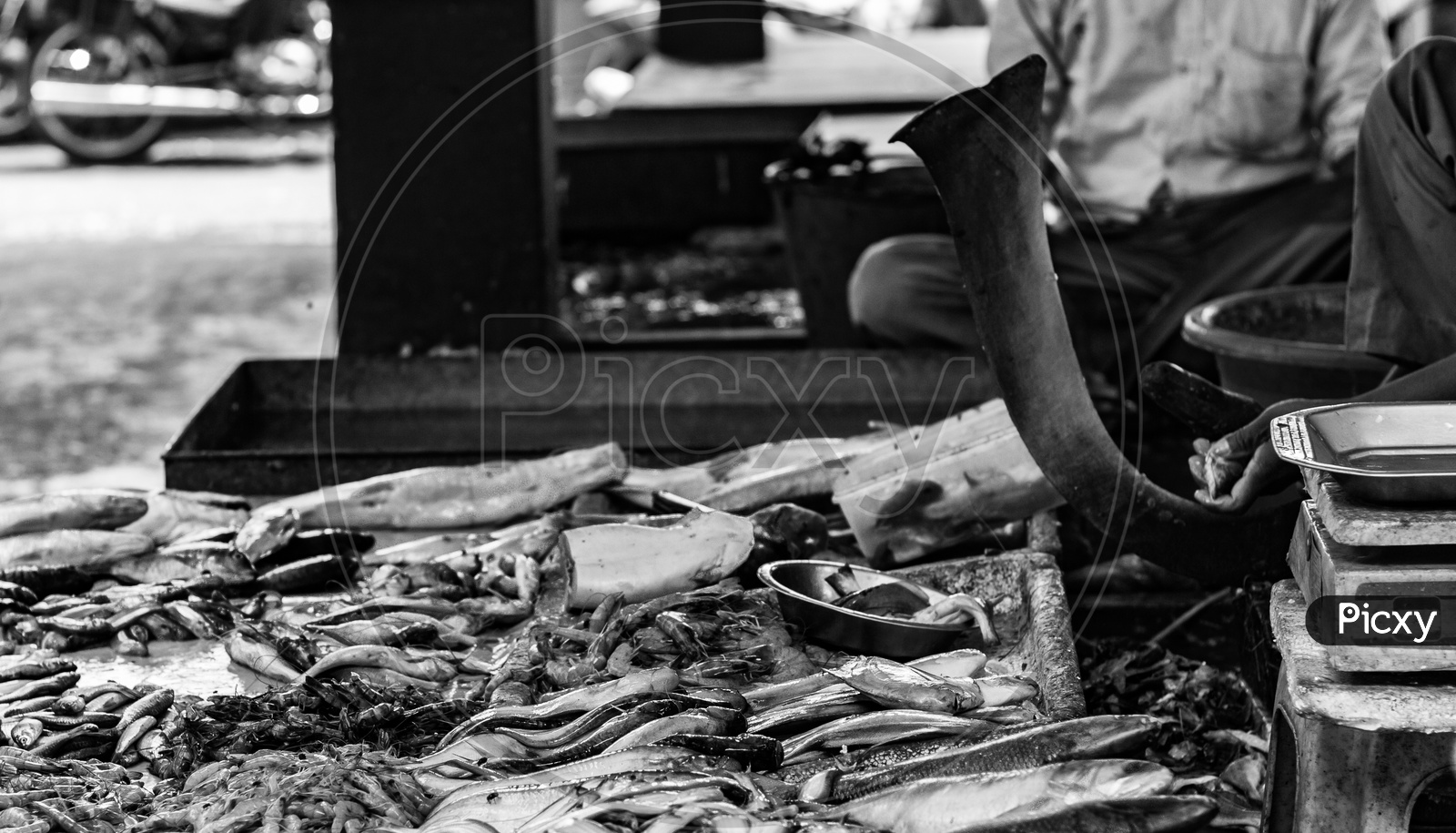 Hilsa Rohu Katla Lobster Prawn And Various Types Of Fishes Displayed In Indian Fish Market At Kolkata In Black And White