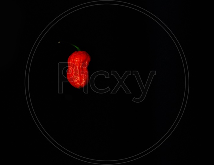 One Red Bhoot Jolokia Spicy Ghost Pepper Isolated In Black Background With Space For Text