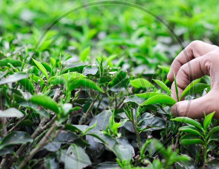 Hand Plucking Bud Of Tea Leaves In A Tea Garden For Organic White And Green Tea