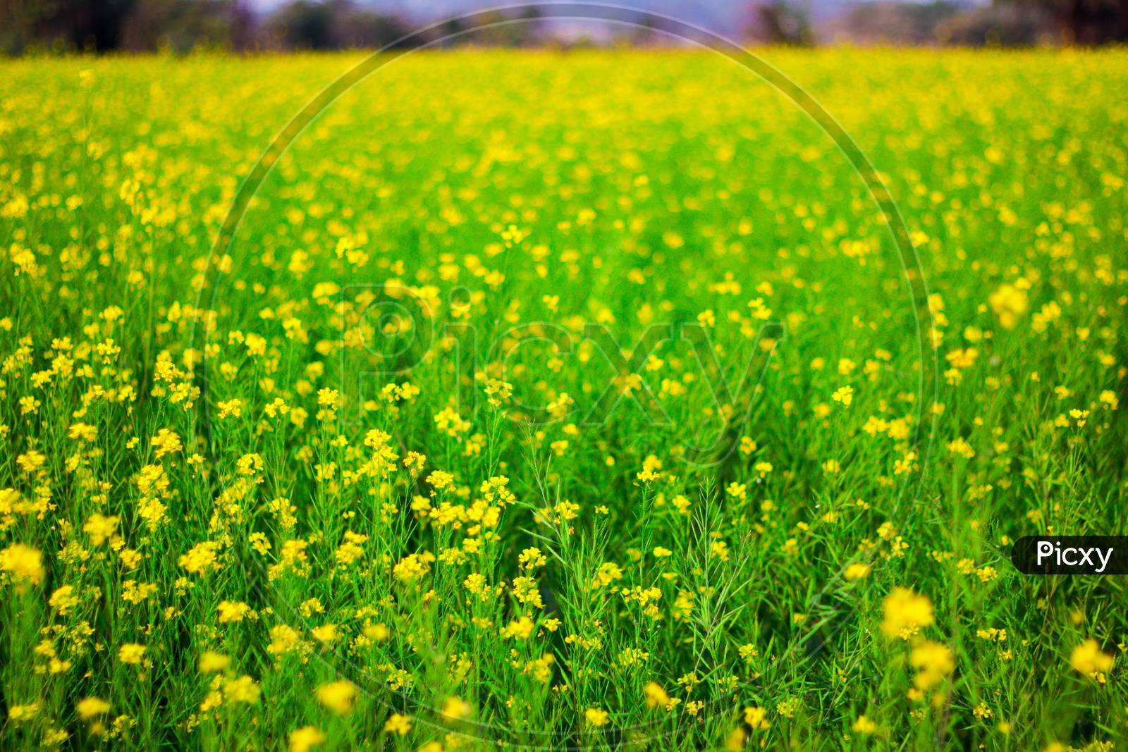 Selective Focus Of Yellow Mustard Flowers On Green Colored Mustard Plants In Wide Open Field