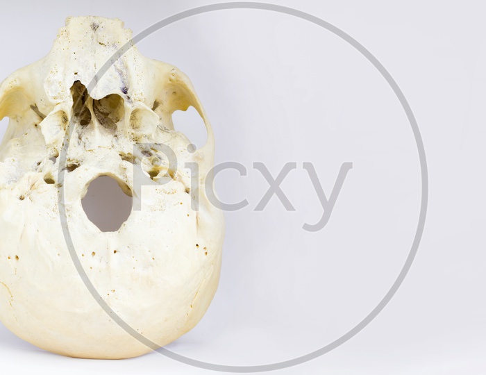 Bottom View Of Base Of The Human Skull Showing Maxilla And Foramen Magnum For Anatomy In Isolated White Background.