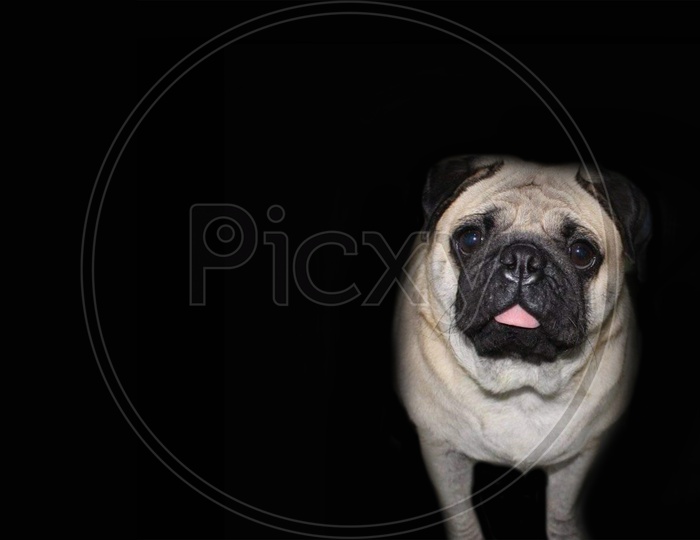 A Pug Dog In Black Background With Space For Text