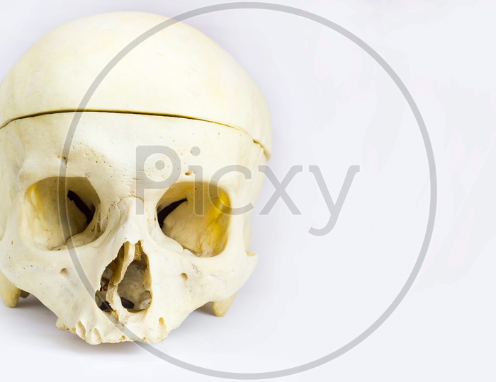 Front Anatomical View Of Human Skull Bone With The Vault Of The Skull Separated By Saw And Without Mandible In Isolated White Background With Space For Text