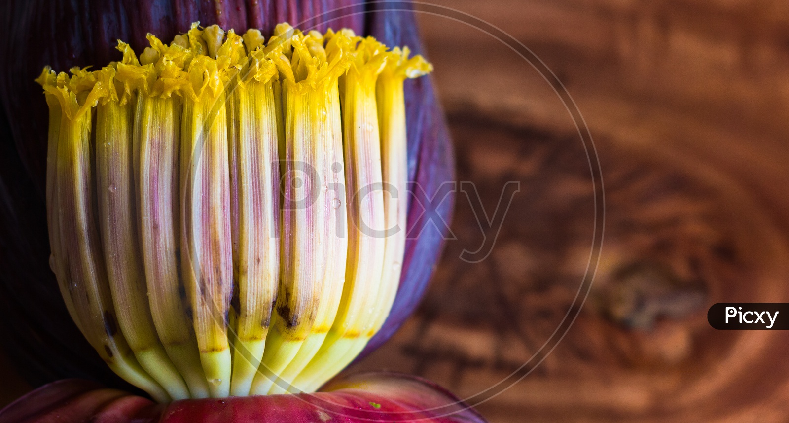 Close Up Macro Of Banana Blossom Mocha, Flowers Of Unripe Banana In Wooden Background With Copy Space For Text.