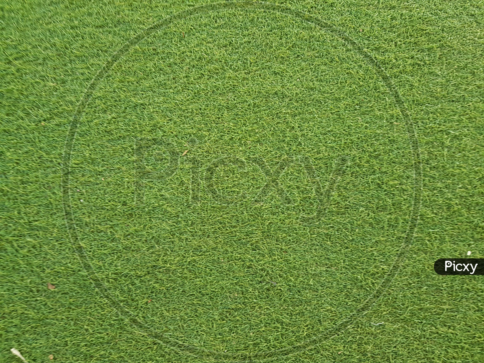 Green Lawn Grass With Texture Forming a Background