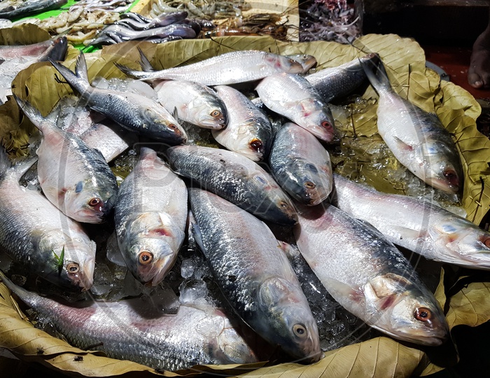 Five-Spot Herring, Hilsa Kelee Shad Tenualosa Ilisha Fishes On Ice For Sale In Fish Market With Silvery Scale