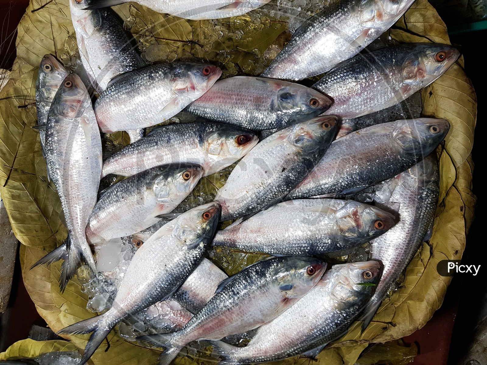Five-Spot Herring, Hilsa Kelee Shad Tenualosa Ilisha Fishes On Ice For Sale In Fish Market With Silvery Scale