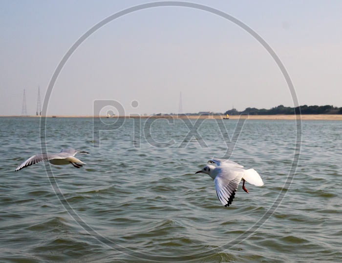 Heuglin'S Gull Or Siberian Gull, Migrated Siberian Bird On Ganges River Allahabad At Prayag Triveni Sangam
