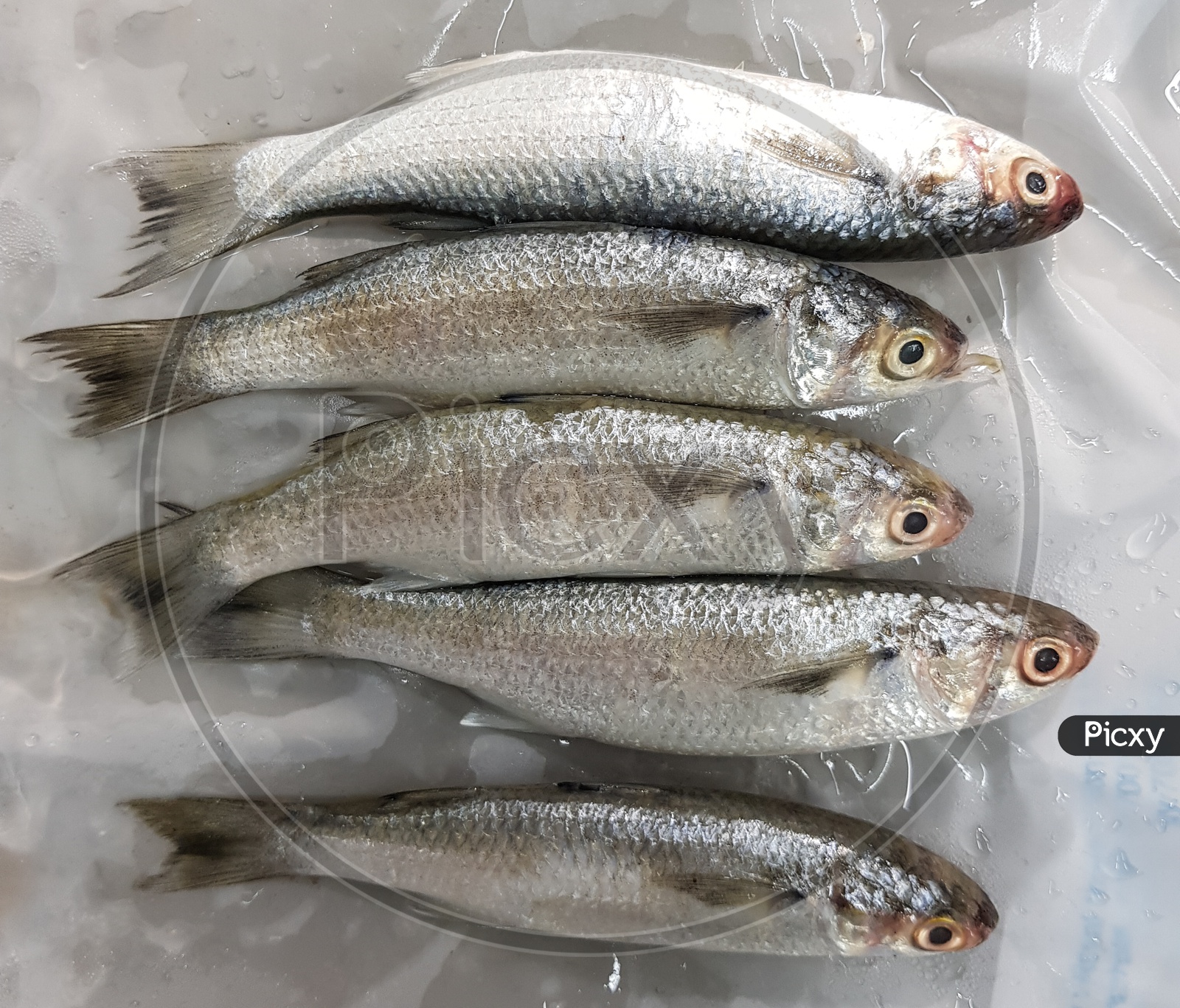 Raw Uncooked Fish Displayed On Ice For Sale