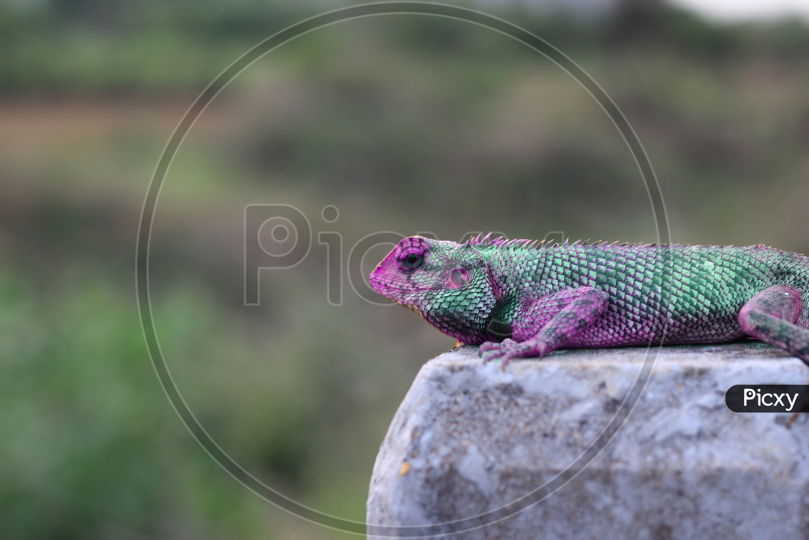 A Chameleon On A Rock With Green And Purple Body Colour