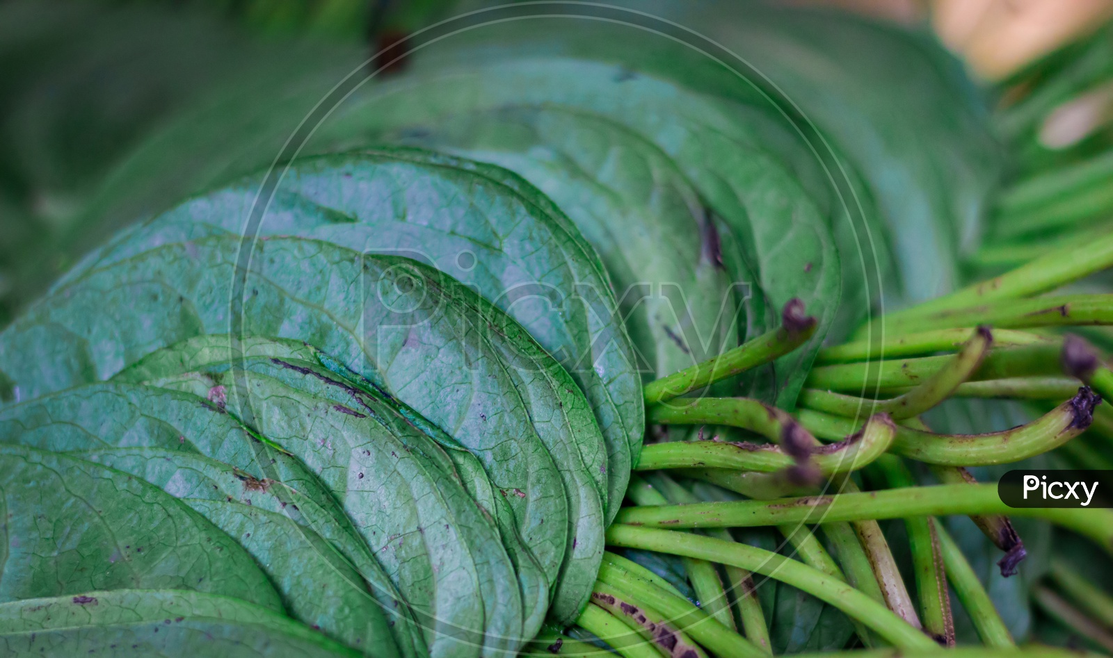 Betel Pan Leaves Stacked For Sale In Market In India Pan