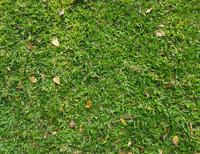 Green Lawn Grass Closeup Forming a Background