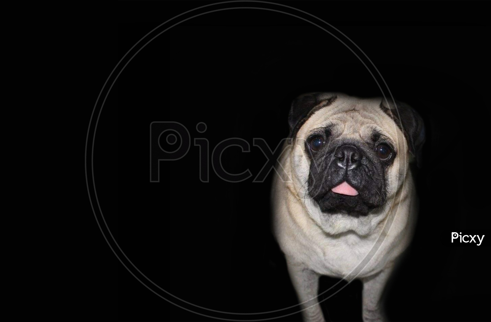 A Pug Dog In Black Background With Space For Text