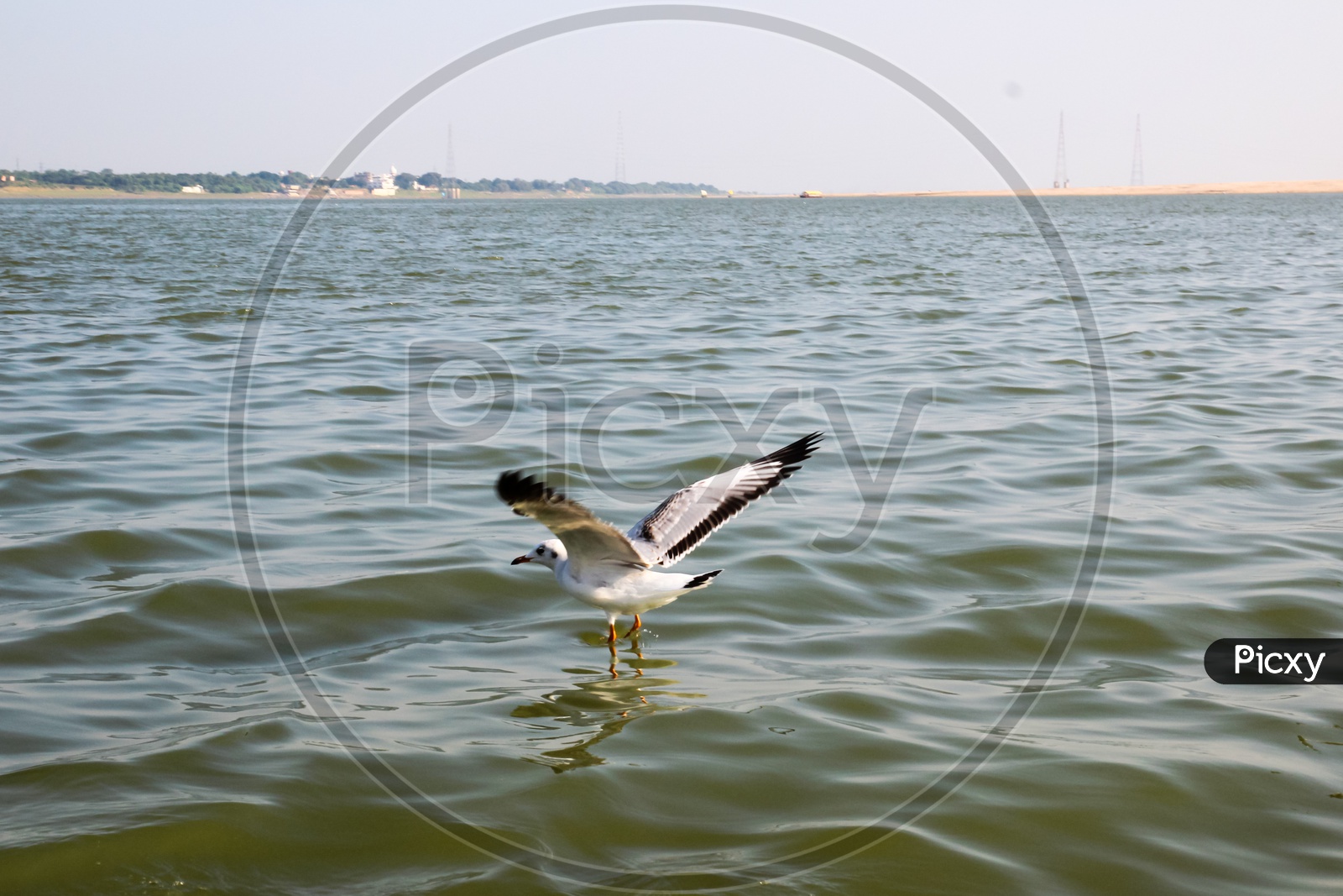 Heuglin'S Gull Or Siberian Gull, Migrated Siberian Bird On Ganges River Allahabad At Prayag Triveni Sangam