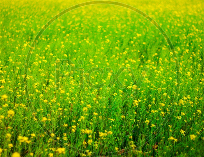Selective Focus Of Yellow Mustard Flowers On Green Colored Mustard Plants In Wide Open Field