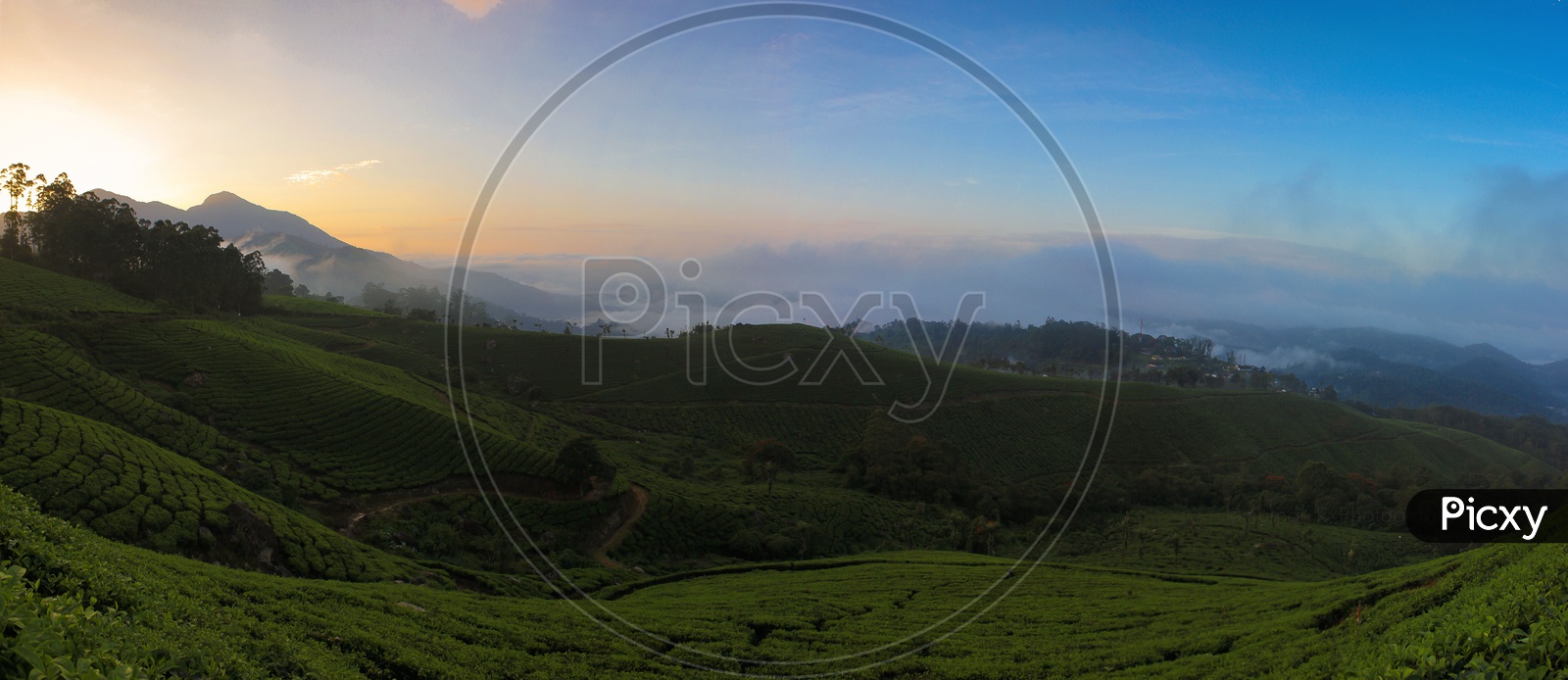 Panoramic View Of Tea Plantations in Munnar With Golden Sunset Sky In Background
