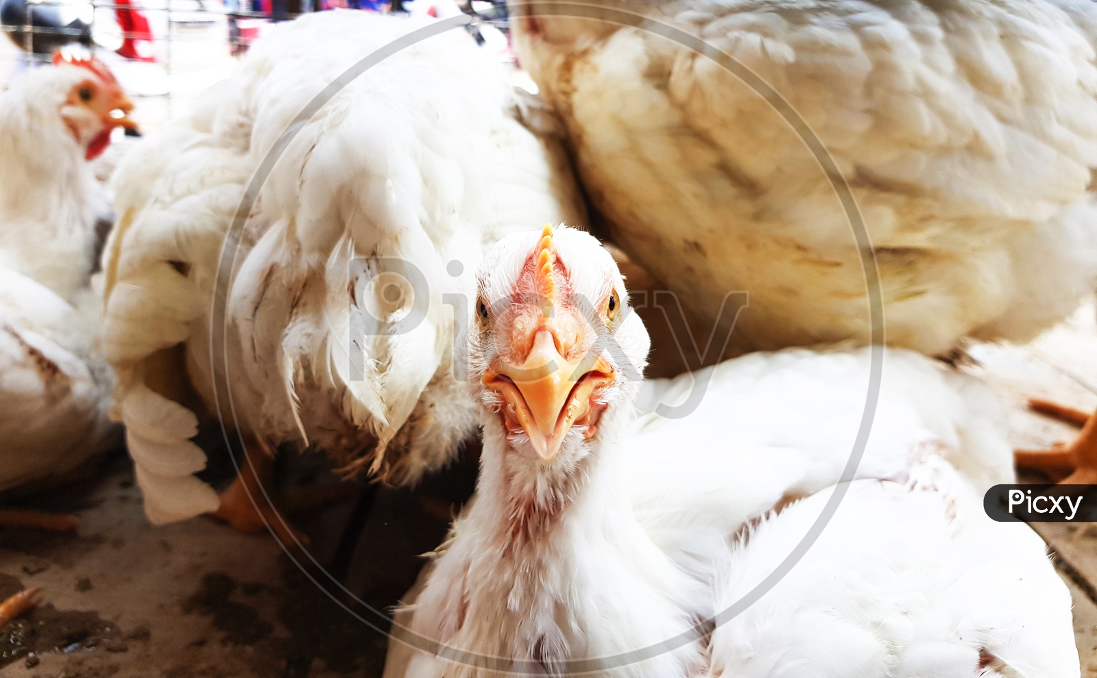 Portrait Of White Albino Broiler Chicken In Cage In Butcher Shop