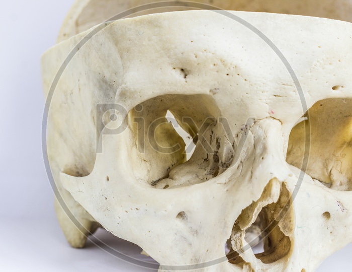 Close Up Macro View Of Human Skull Bone Showing The Anatomy Of Orbital Cavity,Nasal Foramen, And Nasal Septum