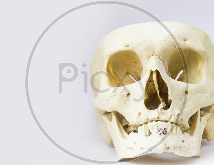 Front Anatomical View Of Human Skull Bone With Mandible Without The Vault Of The Skull In Isolated White Background With Space For Text