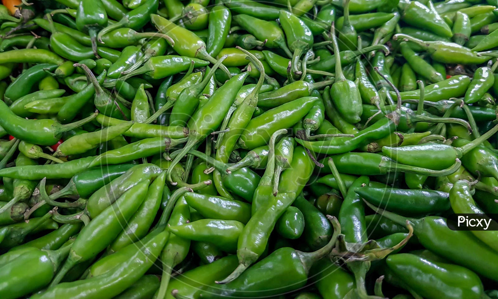Green Chillis Fresh Ready To Be Sold In Vegetable Market