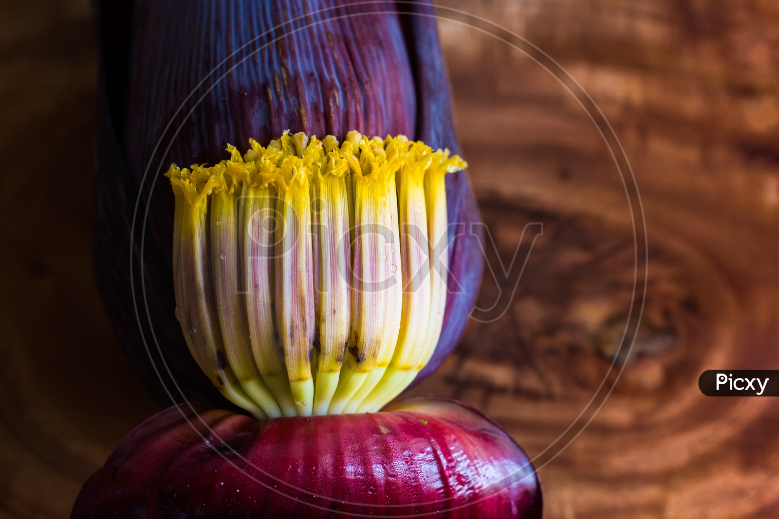 Banana Blossom Mocha, Flowers Of Unripe Banana In Wooden Background With Copy Space For Text.