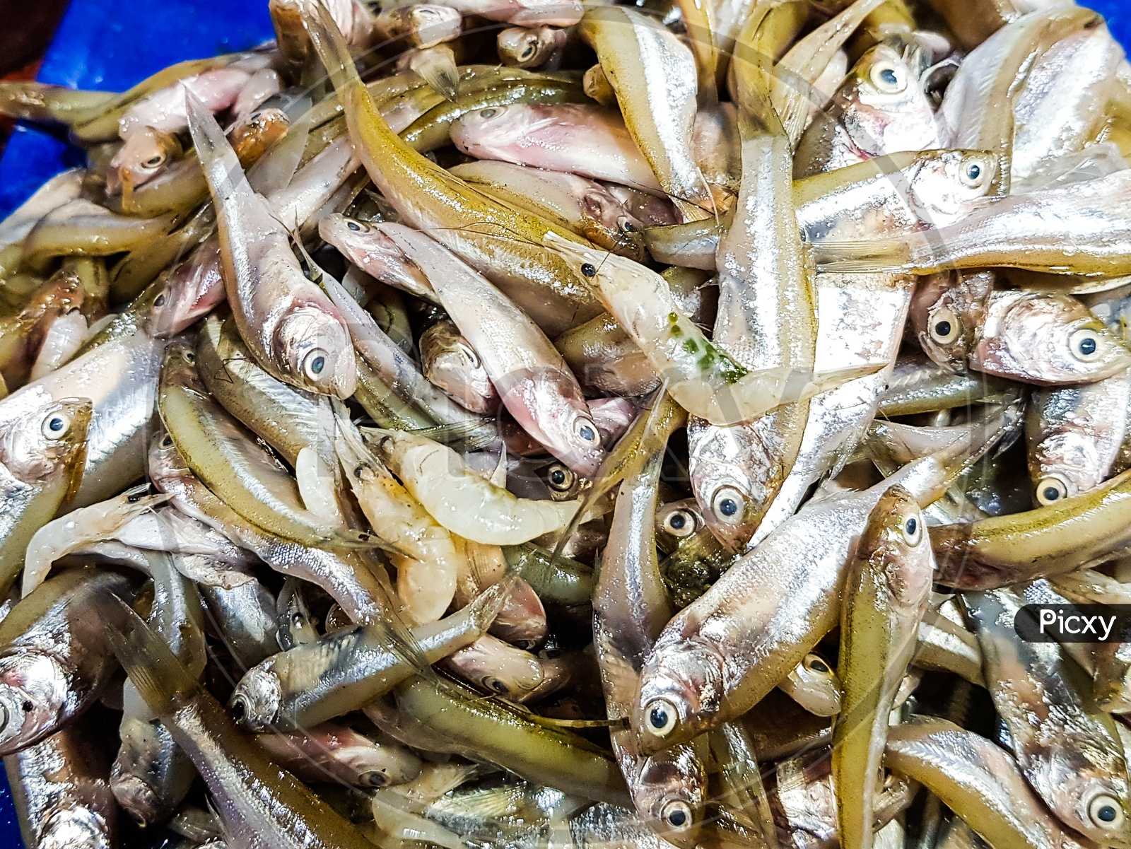 Heap of small size anchovy mourola fish in fish market for sale