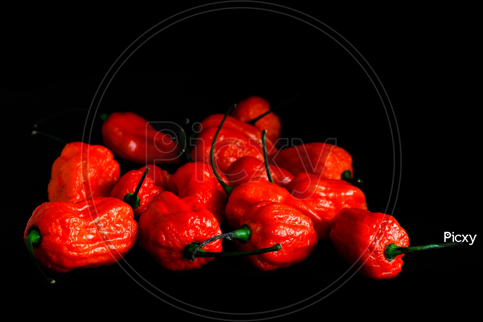Bunch Of Red Bhoot Jolokia Spicy Ghost Pepper Isolated In Black Background With Space For Text