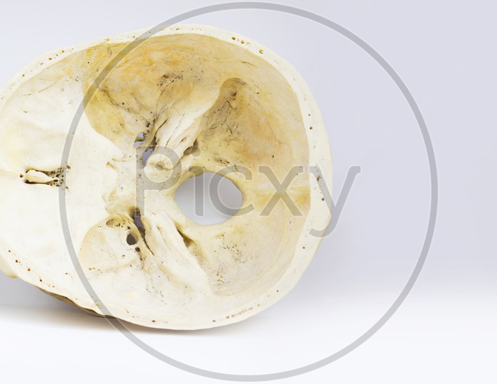 Top View Of Base Of The Human Skull Showing Sphenoid Bone And Foramen Magnum For Anatomy In Isolated White Background.