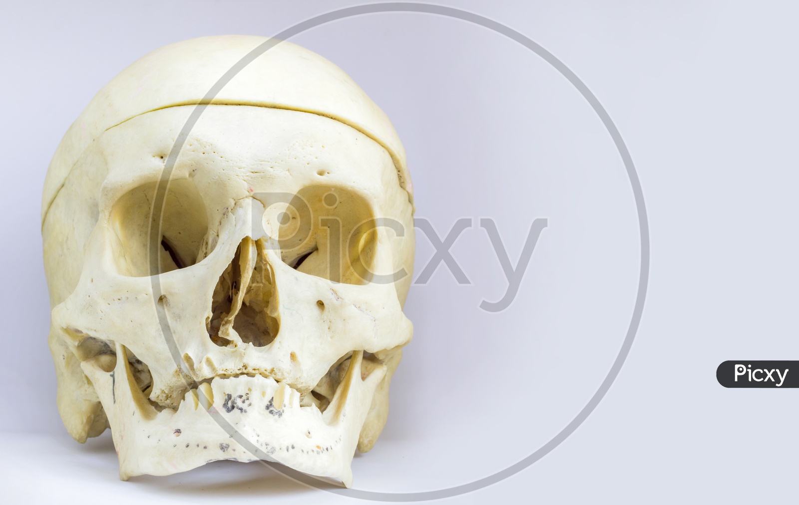 Front Anatomical View Of Human Skull Bone With Mandible And The Vault Of The Skull In Isolated White Background With Space For Text