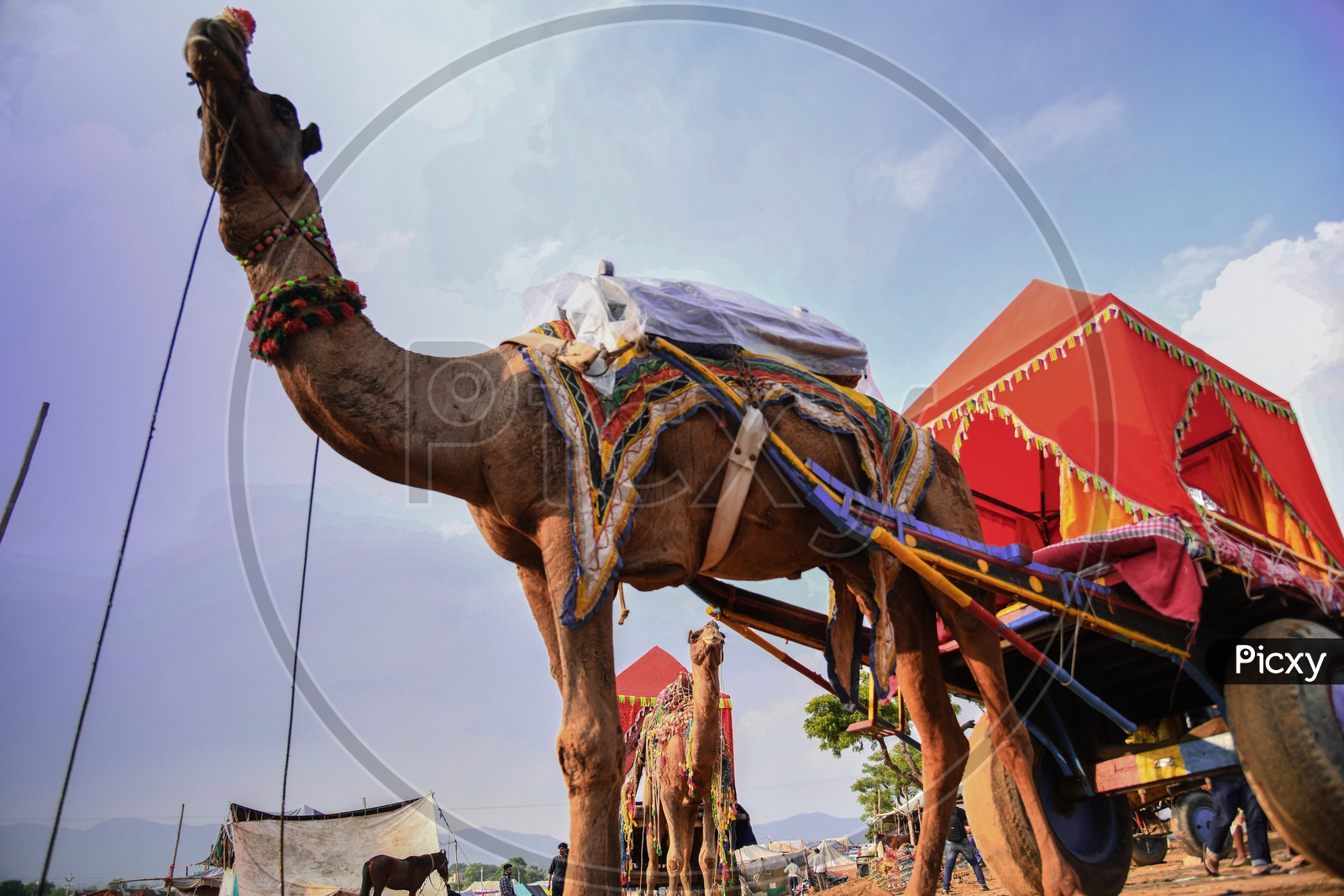 pushkar camel mela