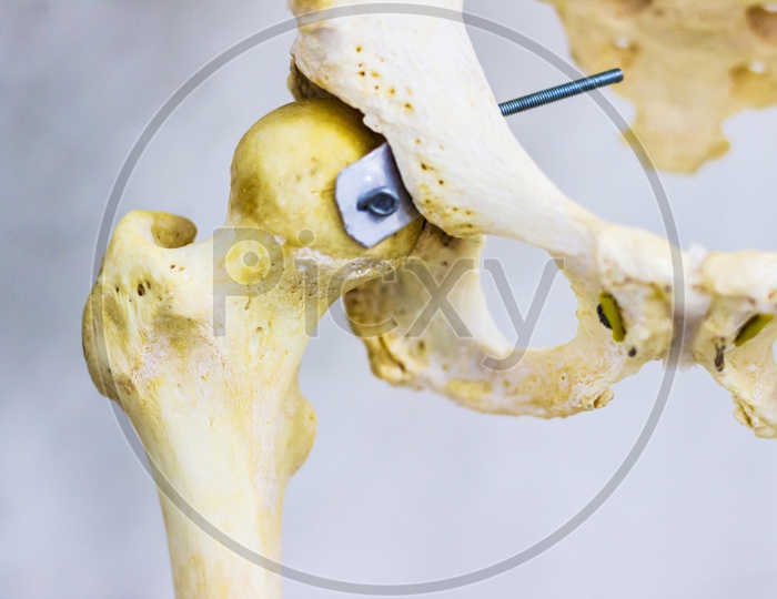 Articulated Hip Bone And Head Of Femur Showing Human Hip Joint Anatomy In White Background