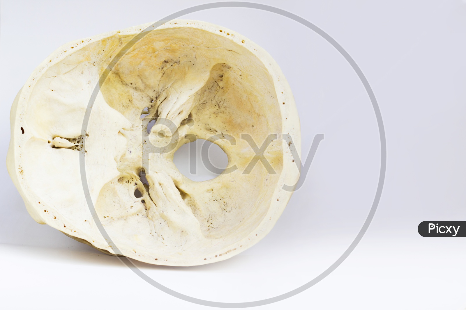 Top View Of Base Of The Human Skull Showing Sphenoid Bone And Foramen Magnum For Anatomy In Isolated White Background.