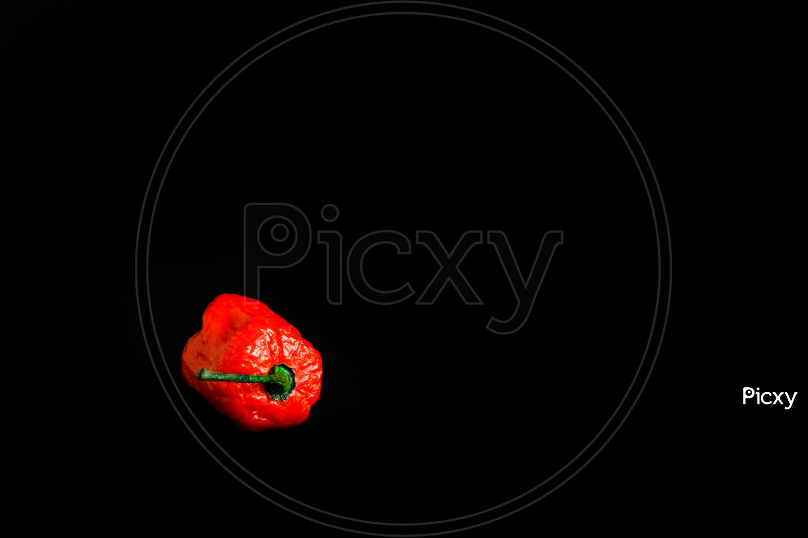 One Red Bhoot Jolokia Spicy Ghost Pepper Isolated In Black Background With Space For Text