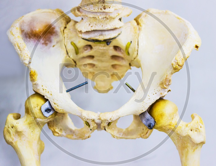 Human Skeleton Of Articulated Hip Joint Anatomy Showing Sacrum, Hip Bone, Femur And Lower Lumbar Vertebra
