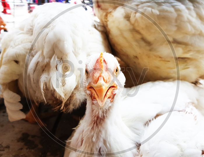 Portrait Of White Albino Broiler Chicken In Cage In Butcher Shop